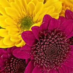 Bright yellow and dark mauve chrysanthemum flowers bunch top view closeup. Colorful natural...