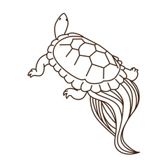illustration of a turtle