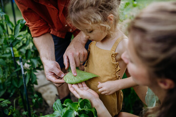 Farmer parents showing their little daughter leaf attacked by aphids,teaching her careing of the plants. Sustainable lifestyle concept.