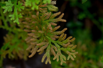 Selaginella spp (Selaginellaceae) slither along the soil surface raising the top roots break from the stem Growing up in the sun, in the forest.