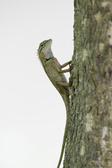 Is a herbivorous chameleon And most of them live and feed on trees Rarely down on the ground.