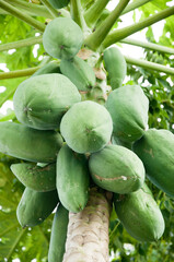 papaya on the tree