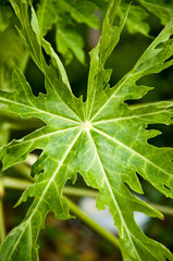 close up of papaya green leaf
