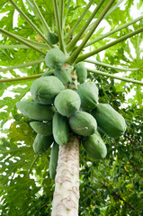 papaya tree in the garden