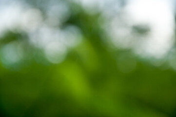 green grass background