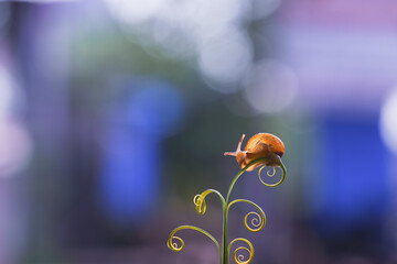 a small snail on a branch taken close-up (Macro) against a beautiful bokeh background