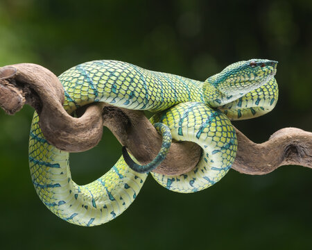 snake in the garden