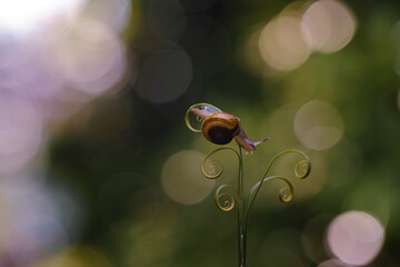 Fototapeta premium a small snail on a branch taken close-up (Macro) against a beautiful bokeh background