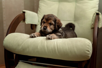 Cute brown puppy sitting in a green rocking chair