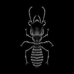 Termite hand drawing vector illustration isolated on black background