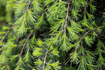 Young bright green needles of Himalayan cedar Cedrus Deodara, Deodar growing on embankment of resort town of Adler. Close-up.