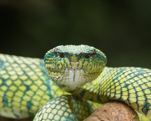 close up of a green snake