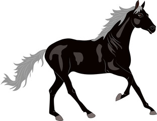 The horse is a slender, graceful animal, with highly developed muscles and a strong constitution Vector