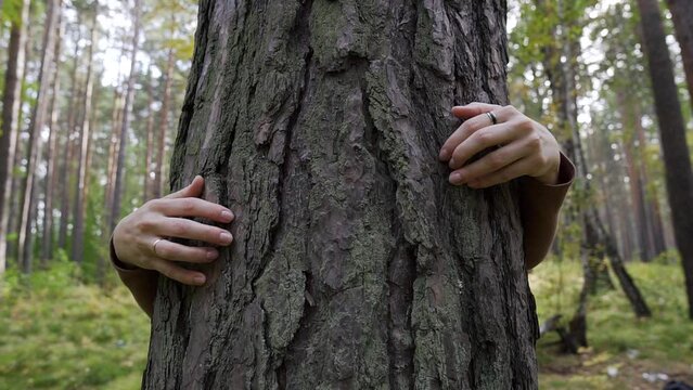 Woman hands touching and hugging pine tree trunk in a green forest. Loving nature and calm relaxation, stress relief outdoors. Save ecology and Earth mother planet, life growing.