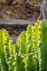 closeup of green cactus with spikes


