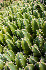 green cactus vertical background with spikes