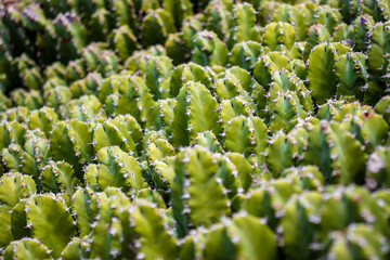 green cactus horizontal background with spikes