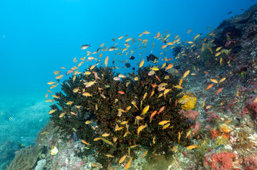 Fototapeta na wymiar Reef scenic with anthias Raja Ampat Indonesia