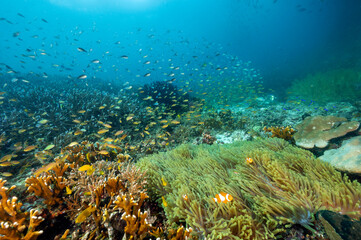 Fototapeta na wymiar Reef scenic with clownfishes, Raja Ampat Indonesia