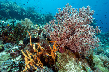 Reef scenic with soft corals and sponges, Raja Ampat Indonesia.