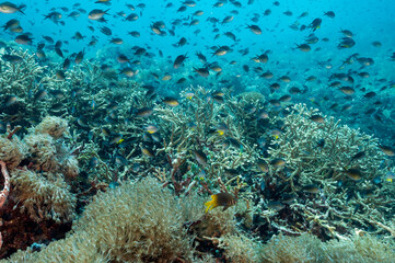 Naklejka na ściany i meble Large schools of Ternate chromis, Chromis ternatensis, over Acropora corals, Raja Ampat Indonesia.