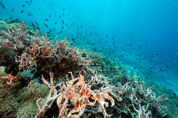 Reef scenic with sponges and staghorn corals Raja Ampat Indonesia.