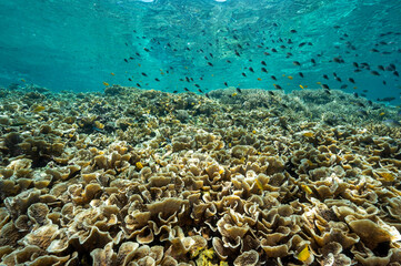 Fototapeta na wymiar Reef scenic with Acropora corals Raja Ampat Indonesia.