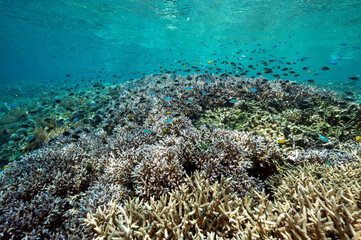Fototapeta na wymiar Reef scenic with Acropora corals Raja Ampat Indonesia.