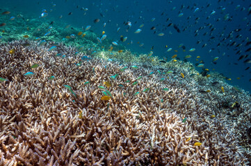 Naklejka na ściany i meble Reef scenic with Acropora corals Raja Ampat Indonesia.