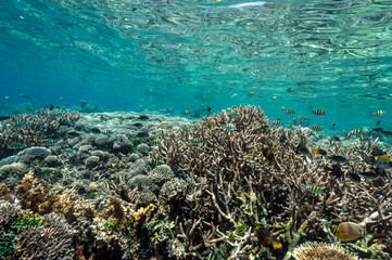 Plakat Reef scenic with Acropora corals Raja Ampat Indonesia.