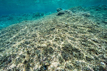 Naklejka na ściany i meble Dead acropora corals on the reef crest, Raja Ampat Indonesia.