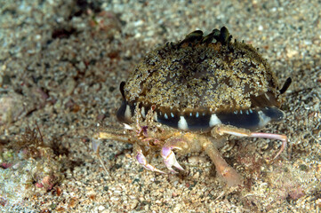 Carrier crab, Dorippe frascone, carrying an upside down jellyfish, Raja Ampat Indonesia.