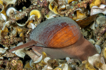 Sea snail, Melo miltonis, Vollutidae, Raja Ampat Indonesia