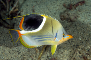 Saddled butterflyfish, Chaetodon ephippium, Raja Ampat Indonesia