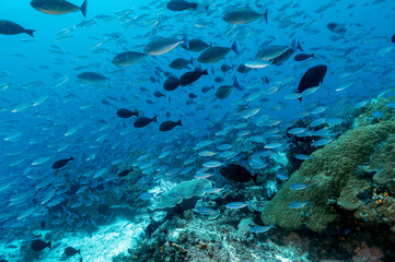 Fototapeta na wymiar Reef scenic with massive fusiliers and surgeonfishes, Raja Ampat Indonesia.