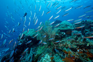 Reef scenic with massive fusiliers and surgeonfishes, Raja Ampat Indonesia.