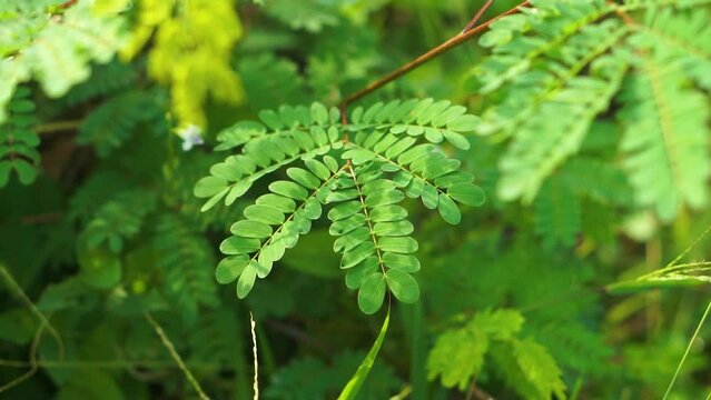 tamarind and leaf on the tree, leaves for the background, green background