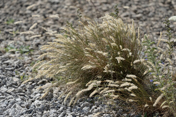 Silky-Spike Melic (Melica ciliata)