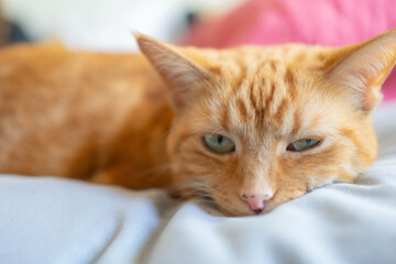 orange cat closeup