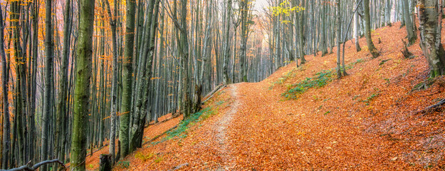 Autumn beech forest. Large level trees. yellow leaves on trees and on the ground.