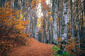 Fototapeta premium Autumn beech forest. Large level trees. yellow leaves on trees and on the ground.