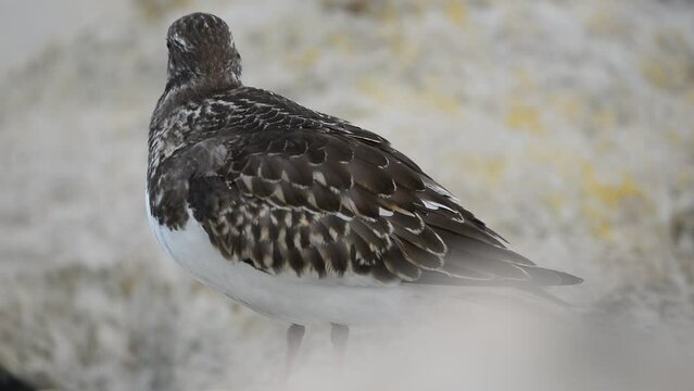 Ruddy turnstone Arenaria interpres small wading bird