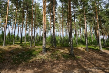 Wild forest, natural forest background, summertime 