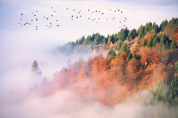 Wall murals Morning with fog Autumn morning mountain landscape. Sunrise over the fog.