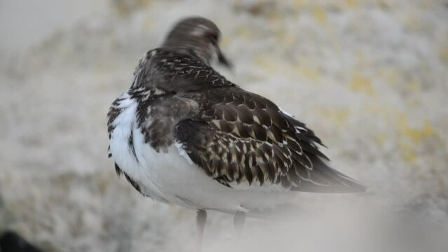 Ruddy turnstone Arenaria interpres small wading bird