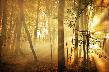 A wonderful dawn in the autumn forest.