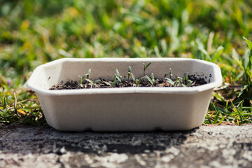 Tomato Seedlings Sprouting in an Eco Friendly Planter