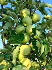 green apples on tree