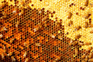 Honey bees on honey pollen frames. Close-up.