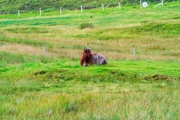 A cow on the pasture, Isle of Harris in Outer Hebrides, Scotland. Selective focus